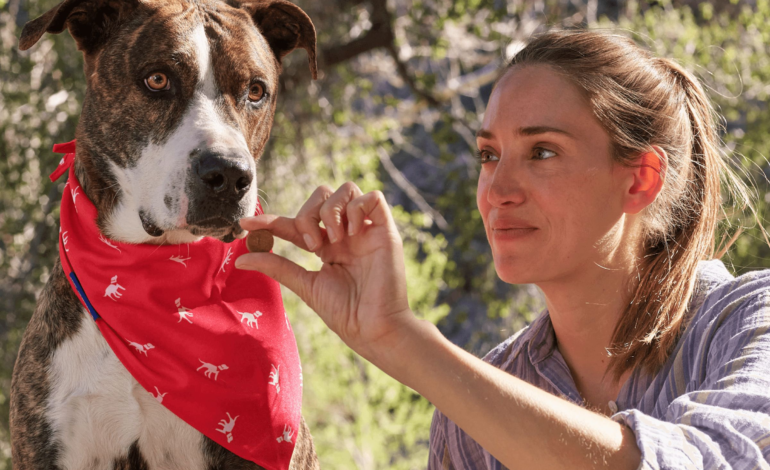  Premium Supplements for Your Pet’s Optimal Well-Being, Only with PETLABCO.