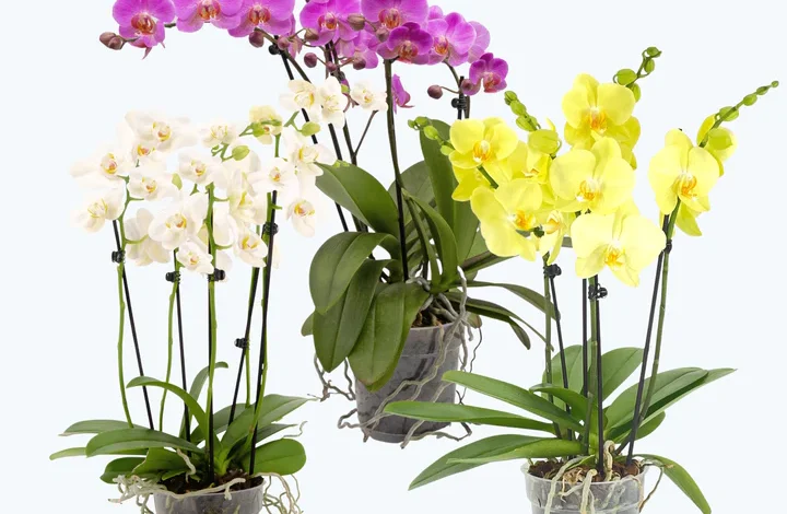  Die Orchideen-Experten: Ihre Go-To-Quelle für schöne und nachhaltige Orchideen