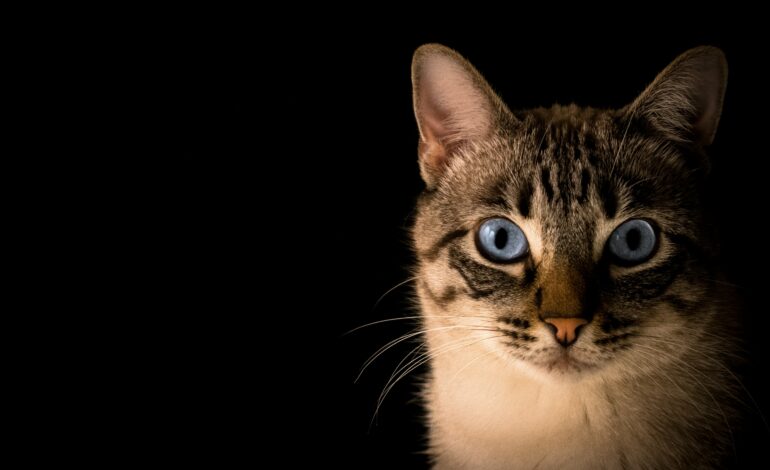  Top Cat Products by Innovet Pet: Enhancing Your Feline’s Health and Happiness