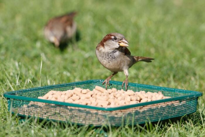  Enhance Your Outdoor Space: Top Products from Garden Wildlife Direct
