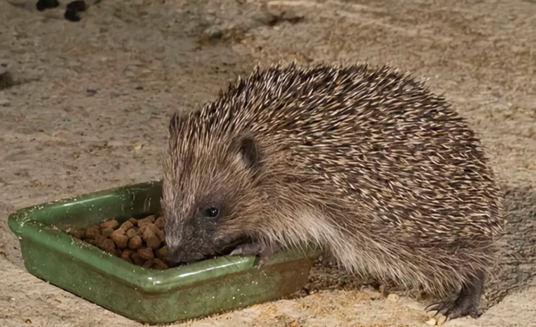  Essential Hedgehog Care Products from Garden Wildlife Direct