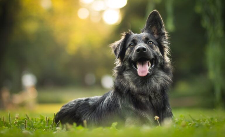  Real Stories, Real Results: How YuMOVE Transformed My Dog’s Mobility