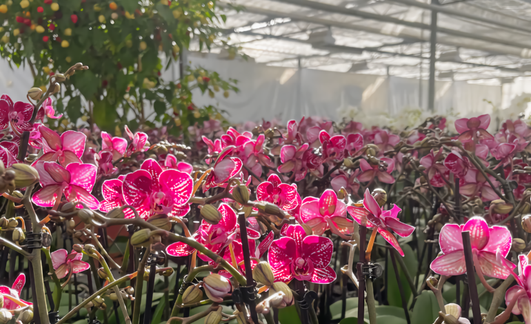  Botanischer Luxus: Orchideen Klusmanns erstklassige Orchideen-Angebote
