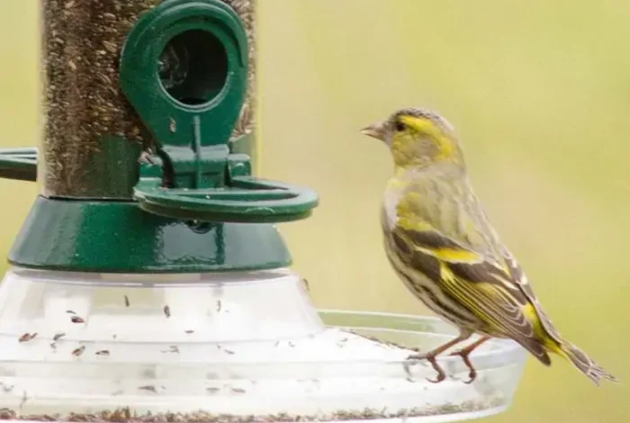  Entdecken Sie bei Vivara.de die Vorzüge von Einzelkornsamen für einen blühenden Garten